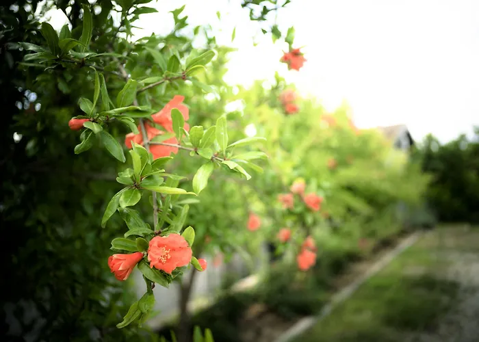 Отель Za Culetta